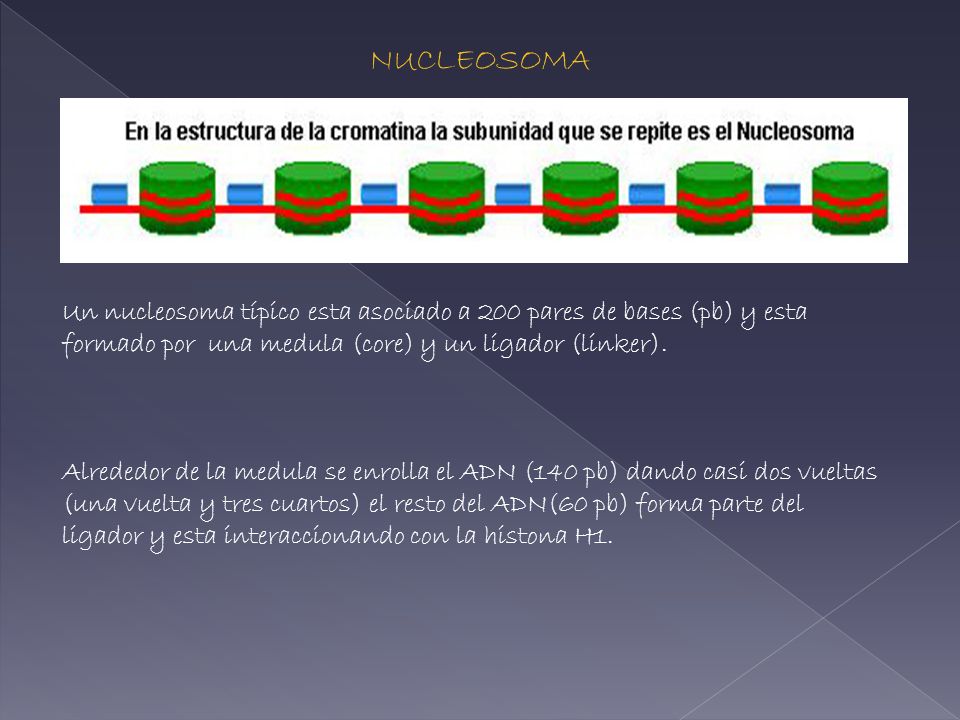 NUCLEOSOMA Un nucleosoma típico esta asociado a 200 pares de bases (pb) y esta formado por una medula (core) y un ligador (linker).