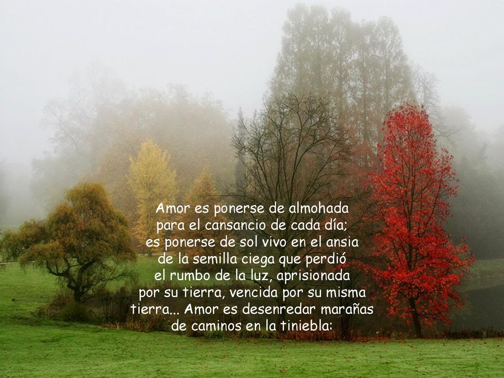 Amor es ponerse de almohada para el cansancio de cada día;
