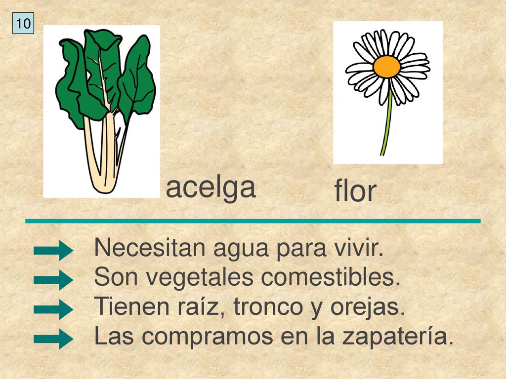 acelga flor Necesitan agua para vivir. Son vegetales comestibles.