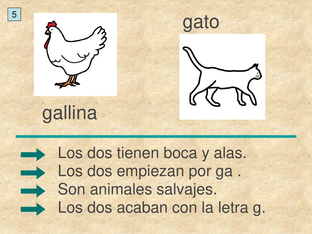 gato gallina Los dos tienen boca y alas. Los dos empiezan por ga .