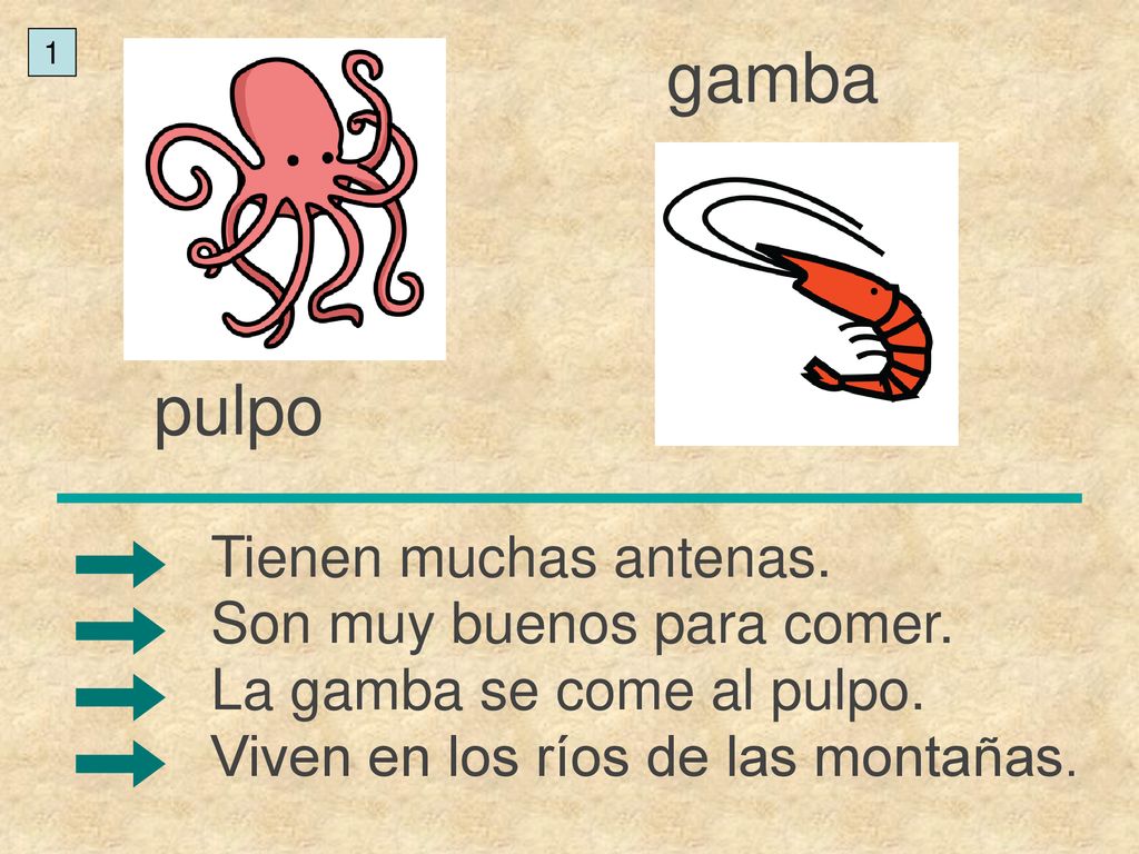 gamba pulpo Tienen muchas antenas. Son muy buenos para comer.