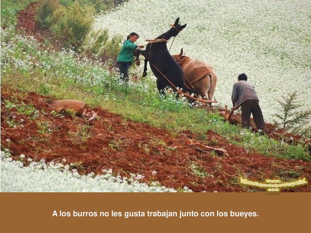 A los burros no les gusta trabajan junto con los bueyes.