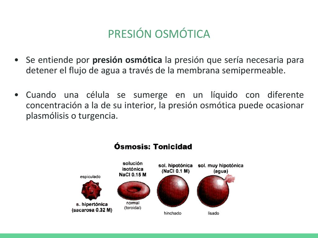 PRESIÓN OSMÓTICA Se entiende por presión osmótica la presión que sería necesaria para detener el flujo de agua a través de la membrana semipermeable.