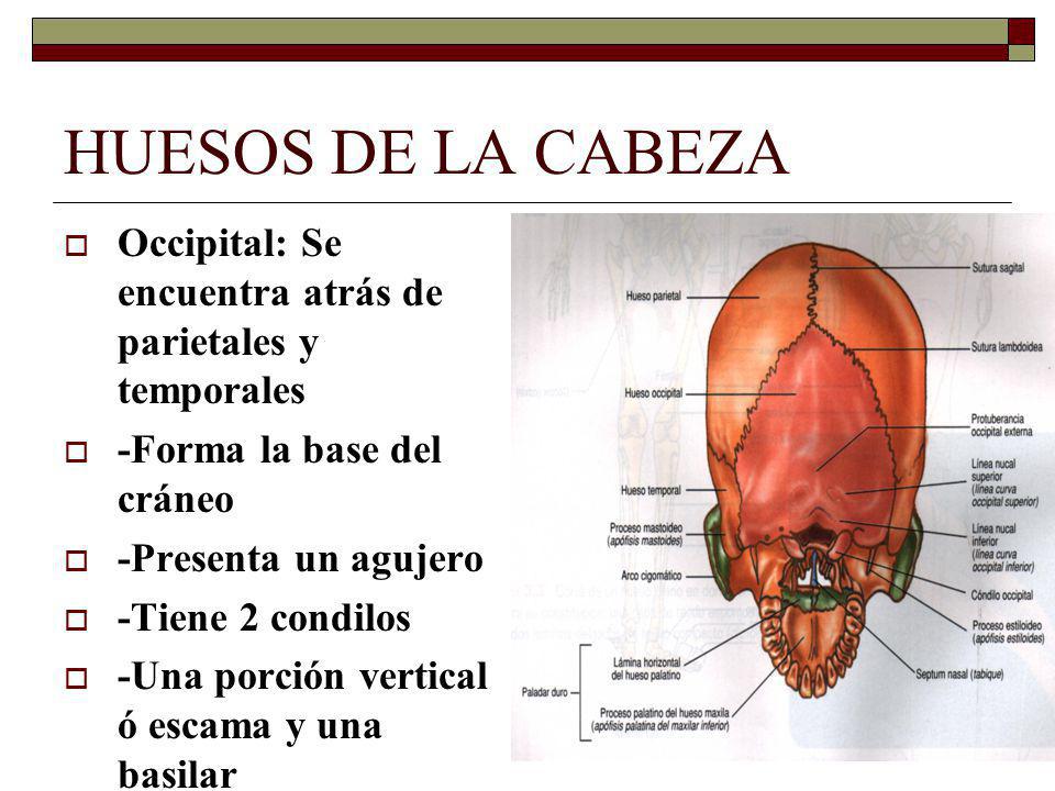 HUESOS DE LA CABEZA Occipital: Se encuentra atrás de parietales y temporales. -Forma la base del cráneo.