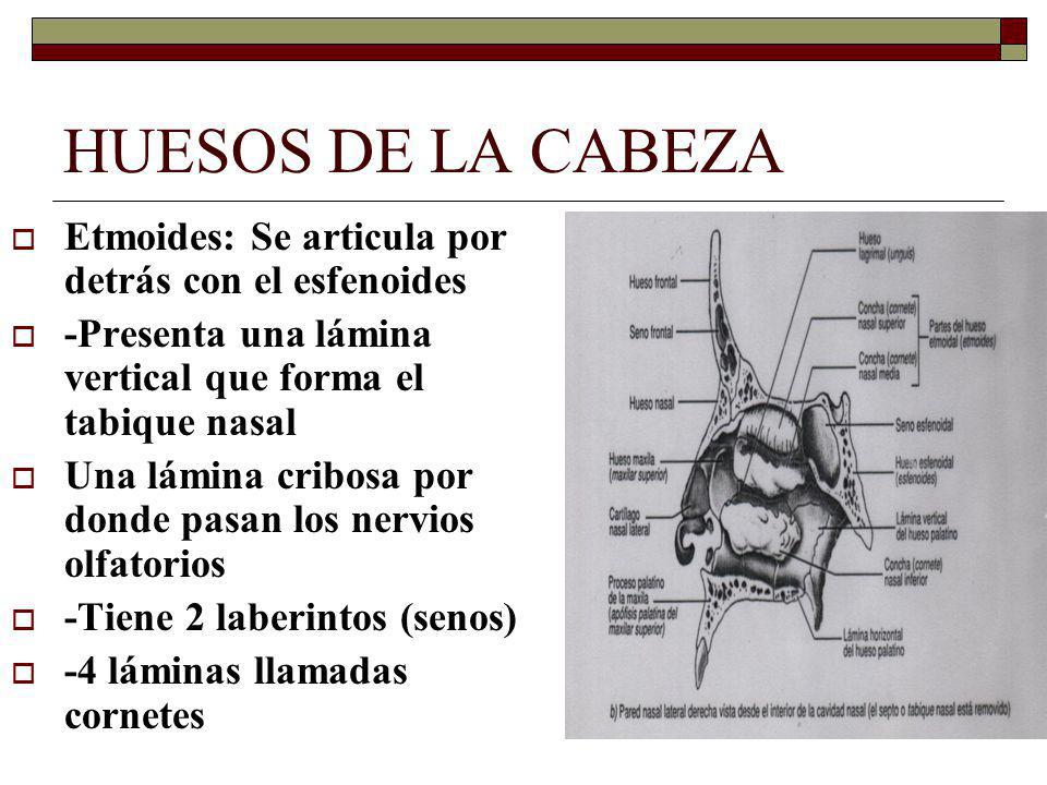 HUESOS DE LA CABEZA Etmoides: Se articula por detrás con el esfenoides