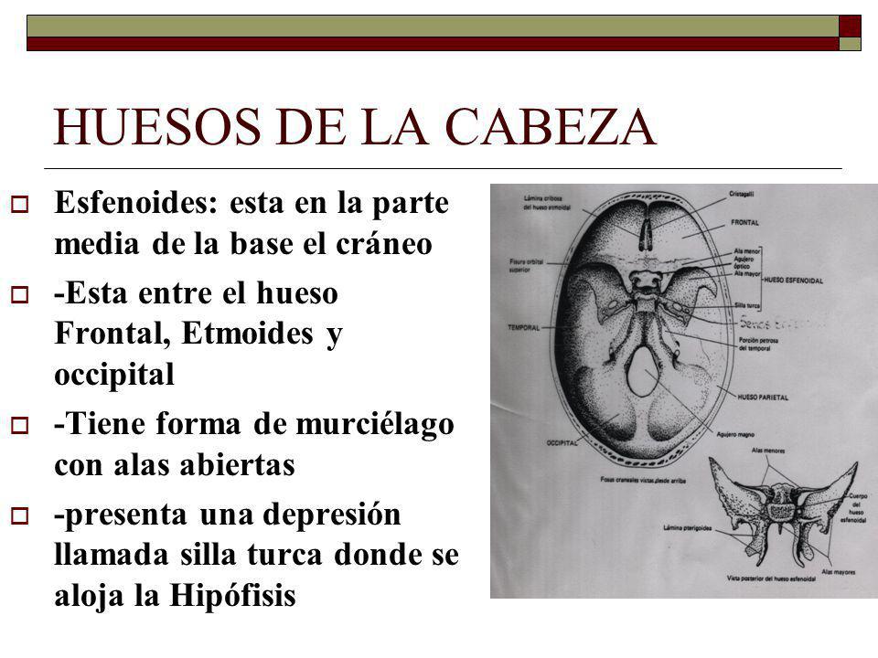 HUESOS DE LA CABEZA Esfenoides: esta en la parte media de la base el cráneo. -Esta entre el hueso Frontal, Etmoides y occipital.