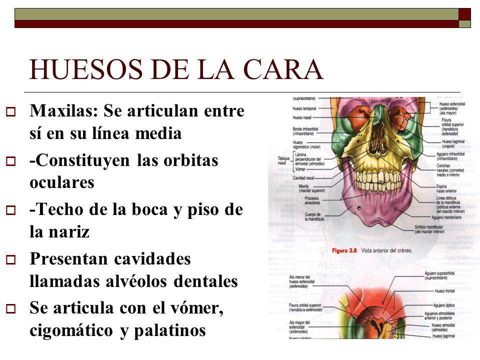 HUESOS DE LA CARA Maxilas: Se articulan entre sí en su línea media