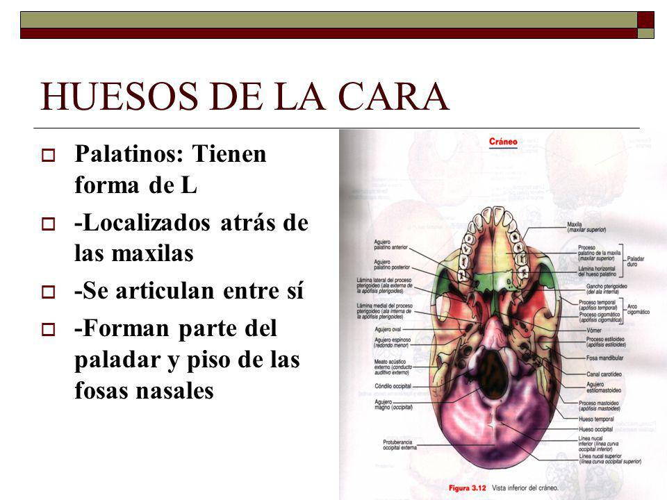 HUESOS DE LA CARA Palatinos: Tienen forma de L