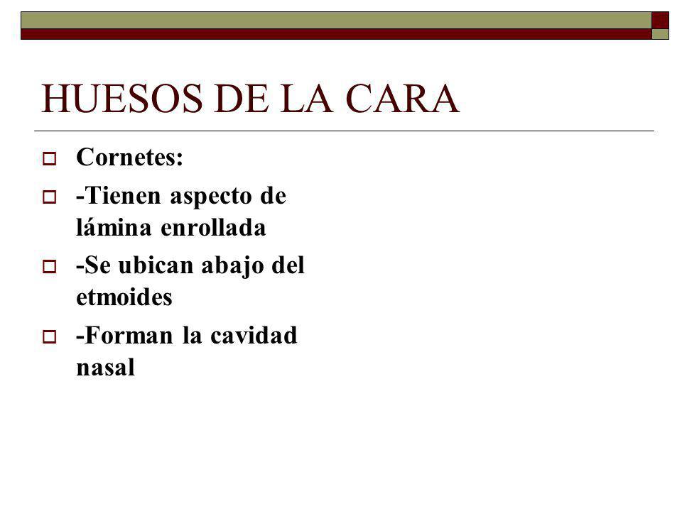 HUESOS DE LA CARA Cornetes: -Tienen aspecto de lámina enrollada
