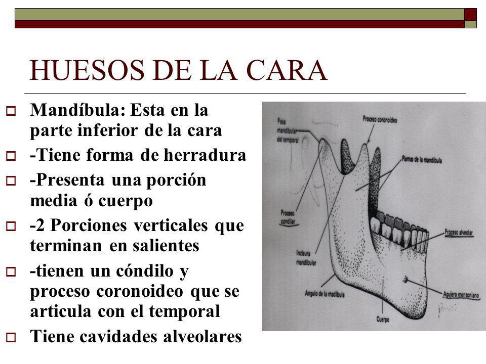 HUESOS DE LA CARA Mandíbula: Esta en la parte inferior de la cara