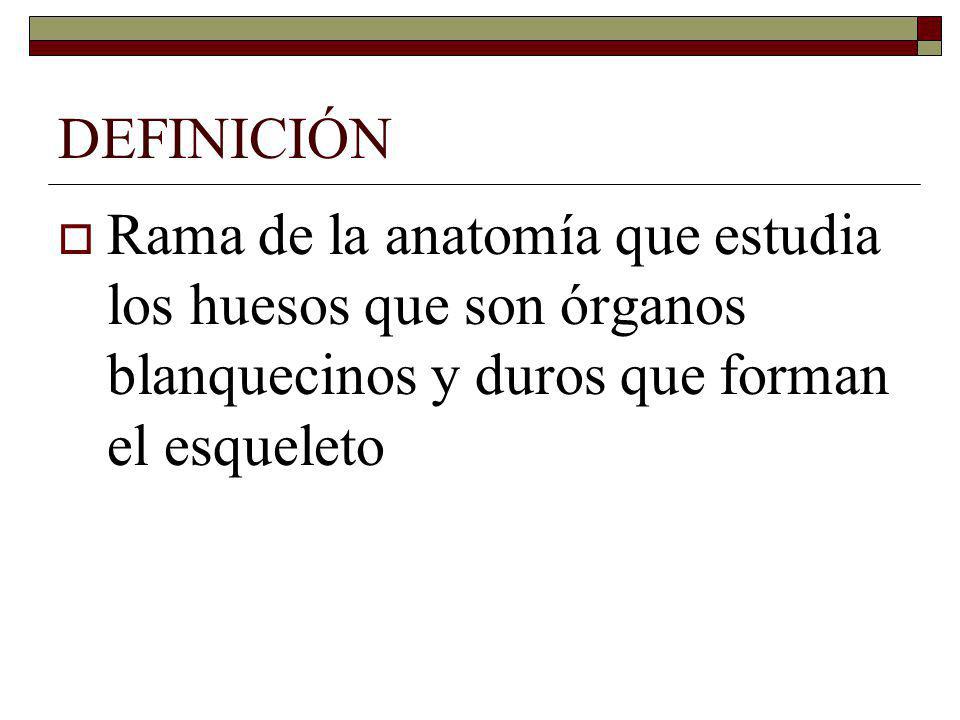 DEFINICIÓN Rama de la anatomía que estudia los huesos que son órganos blanquecinos y duros que forman el esqueleto.