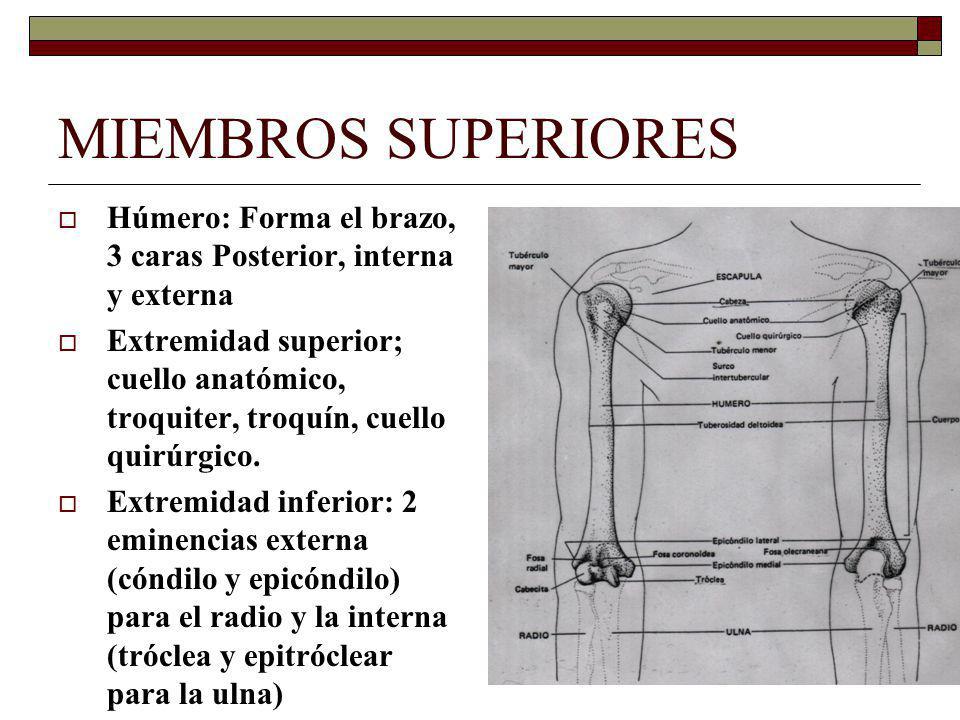MIEMBROS SUPERIORES Húmero: Forma el brazo, 3 caras Posterior, interna y externa.