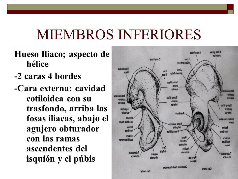 MIEMBROS INFERIORES Hueso Iliaco; aspecto de hélice -2 caras 4 bordes