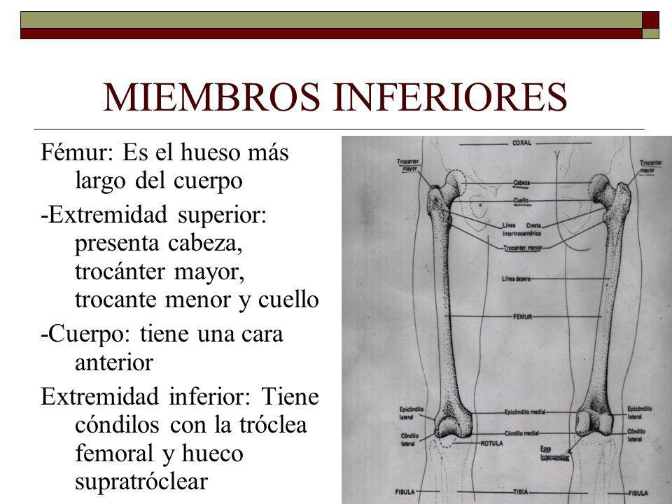 MIEMBROS INFERIORES Fémur: Es el hueso más largo del cuerpo