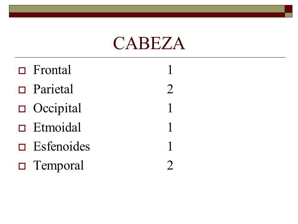 CABEZA Frontal 1 Parietal 2 Occipital 1 Etmoidal 1 Esfenoides 1
