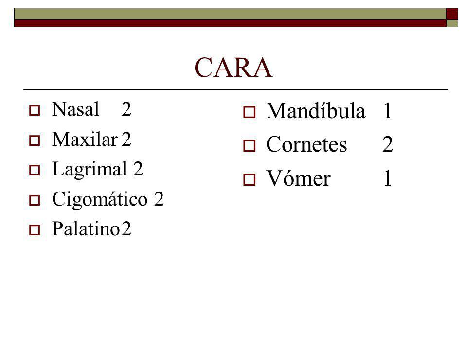 CARA Mandíbula 1 Cornetes 2 Vómer 1 Nasal 2 Maxilar 2 Lagrimal 2