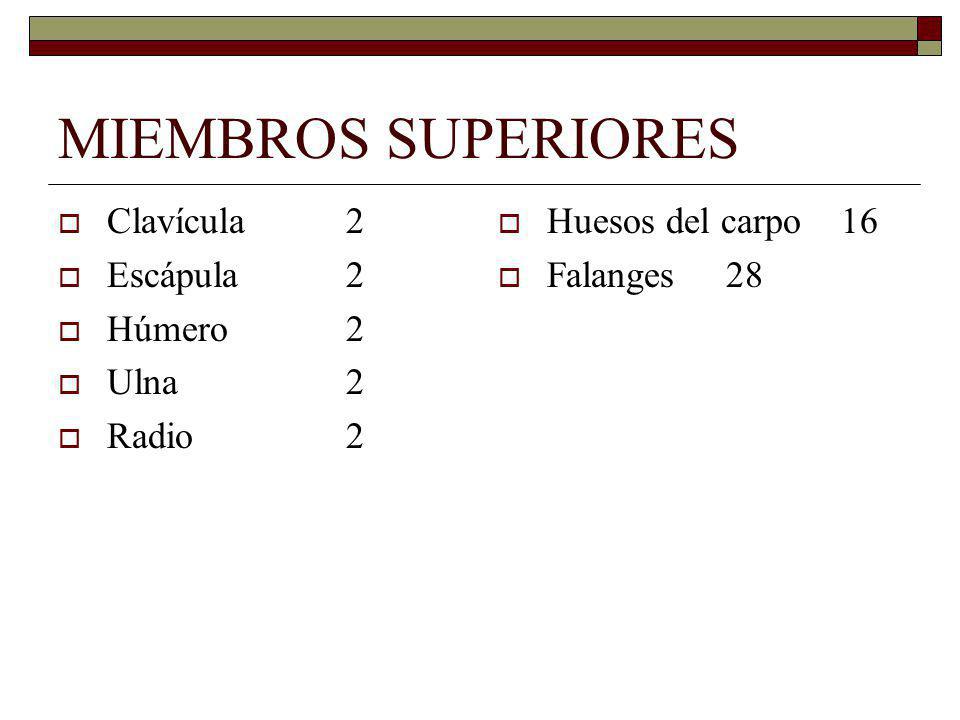 MIEMBROS SUPERIORES Clavícula 2 Escápula 2 Húmero 2 Ulna 2 Radio 2