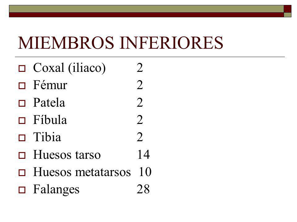 MIEMBROS INFERIORES Coxal (iliaco) 2 Fémur 2 Patela 2 Fíbula 2 Tibia 2
