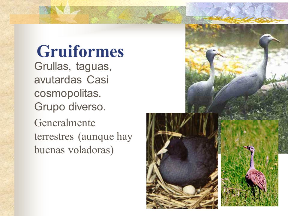 Gruiformes Grullas, taguas, avutardas Casi cosmopolitas.