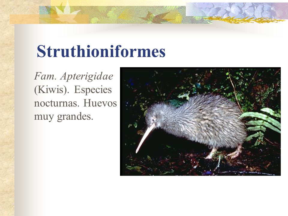Struthioniformes Fam. Apterigidae (Kiwis). Especies nocturnas. Huevos muy grandes.