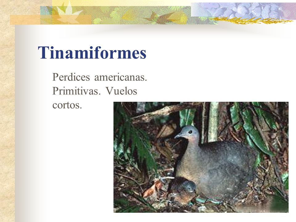 Tinamiformes Perdices americanas. Primitivas. Vuelos cortos.
