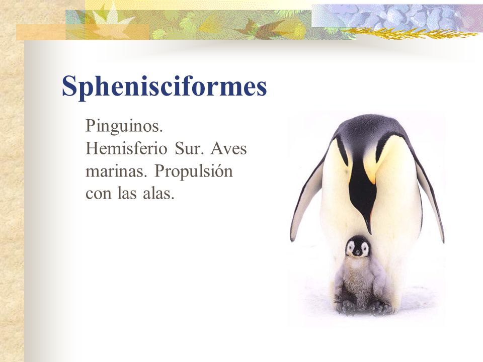 Sphenisciformes Pinguinos. Hemisferio Sur. Aves marinas. Propulsión con las alas.