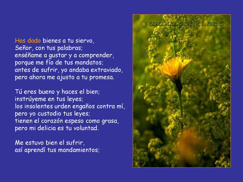 Has dado bienes a tu siervo, Señor, con tus palabras; enséñame a gustar y a comprender, porque me fío de tus mandatos; antes de sufrir, yo andaba extraviado, pero ahora me ajusto a tu promesa.