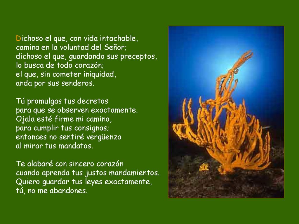 Dichoso el que, con vida intachable, camina en la voluntad del Señor; dichoso el que, guardando sus preceptos, lo busca de todo corazón; el que, sin cometer iniquidad, anda por sus senderos.
