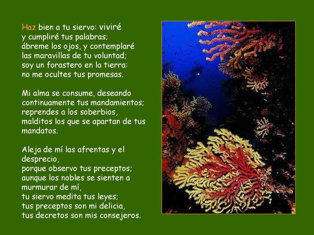 Haz bien a tu siervo: viviré y cumpliré tus palabras; ábreme los ojos, y contemplaré las maravillas de tu voluntad; soy un forastero en la tierra: no me ocultes tus promesas.