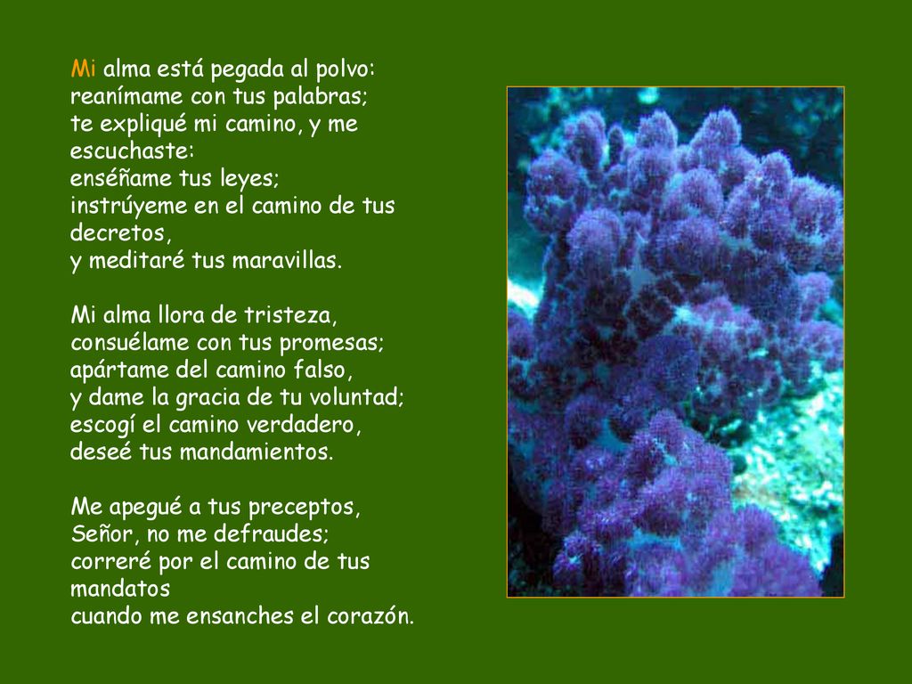 Mi alma está pegada al polvo: reanímame con tus palabras; te expliqué mi camino, y me escuchaste: enséñame tus leyes; instrúyeme en el camino de tus decretos, y meditaré tus maravillas.