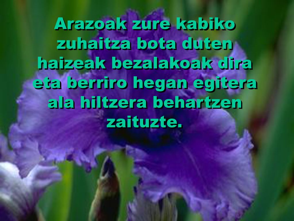 Arazoak zure kabiko zuhaitza bota duten haizeak bezalakoak dira eta berriro hegan egitera ala hiltzera behartzen zaituzte.