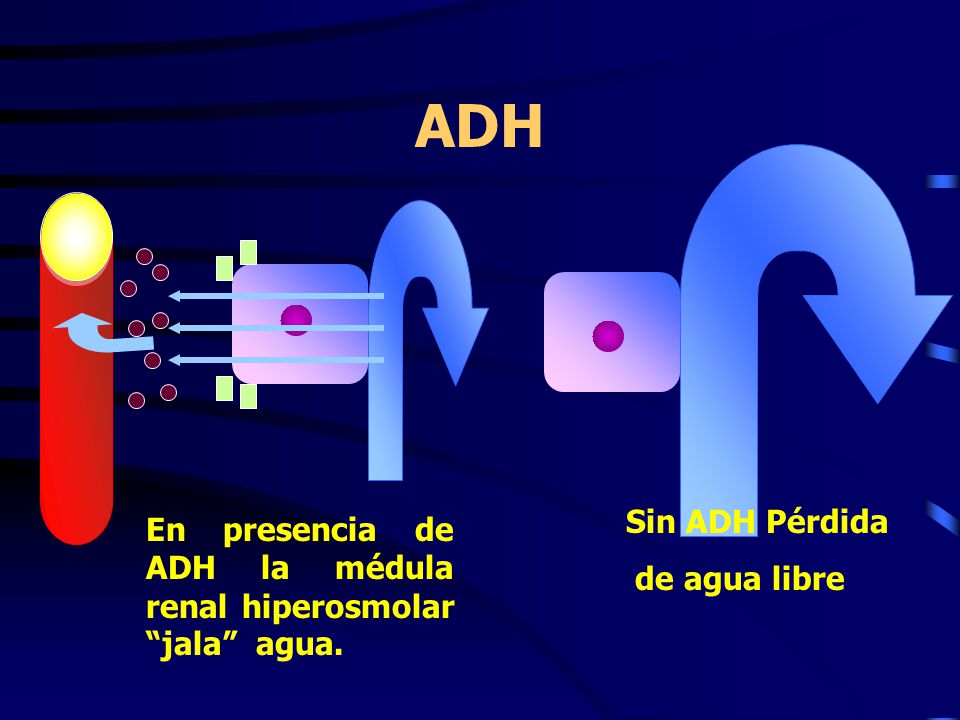 ADH Sin ADH Pérdida de agua libre En presencia de ADH la médula renal hiperosmolar jala agua.