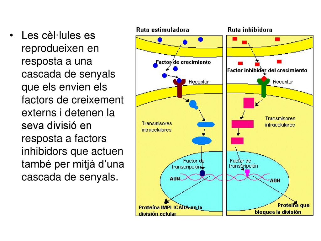 Les cèl·lules es reprodueixen en resposta a una cascada de senyals que els envien els factors de creixement externs i detenen la seva divisió en resposta a factors inhibidors que actuen també per mitjà d’una cascada de senyals.