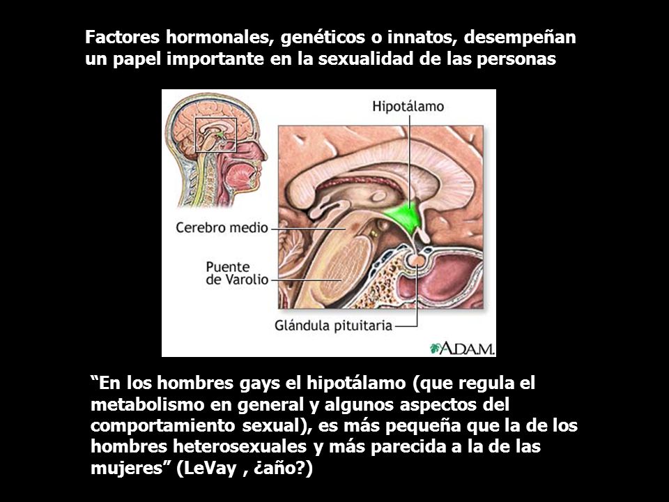Factores hormonales, genéticos o innatos, desempeñan un papel importante en la sexualidad de las personas
