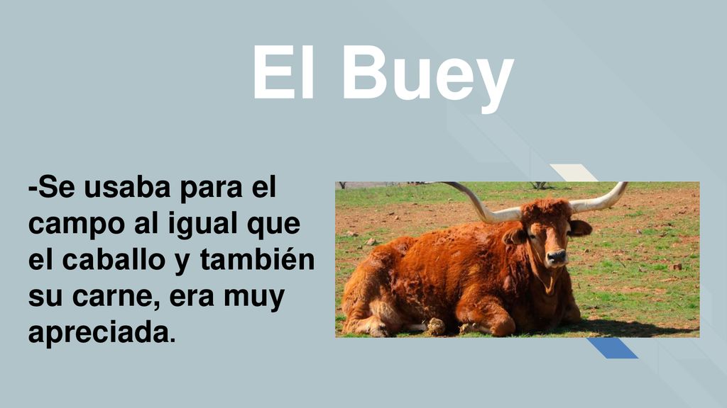 El Buey -Se usaba para el campo al igual que el caballo y también su carne, era muy apreciada.