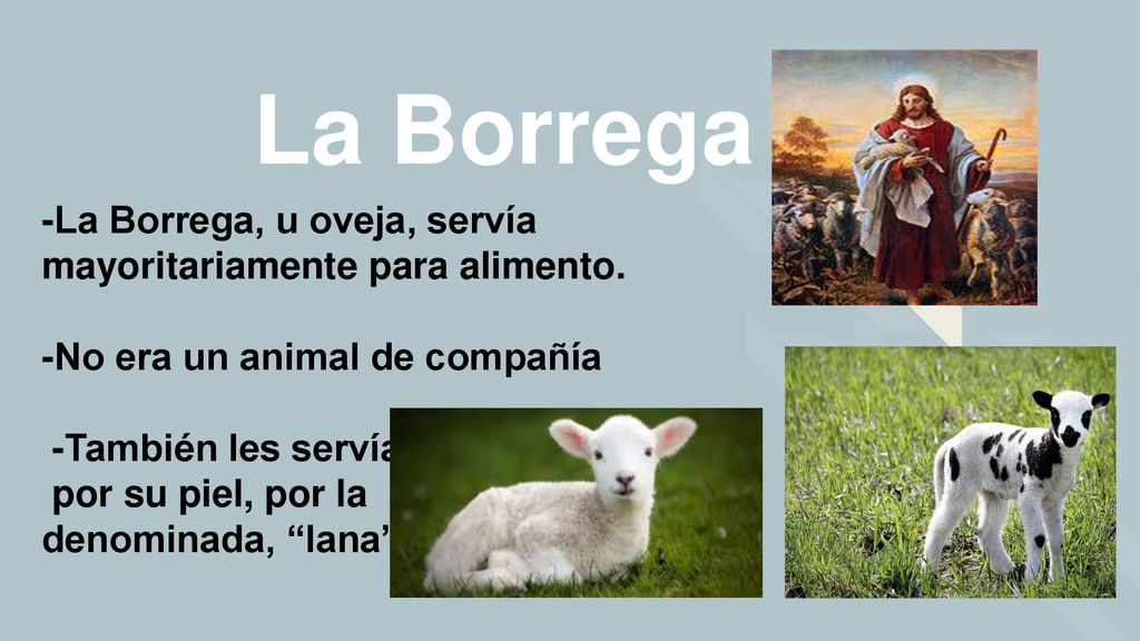 La Borrega -La Borrega, u oveja, servía mayoritariamente para alimento. -No era un animal de compañía.