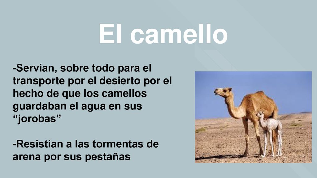 El camello -Servían, sobre todo para el transporte por el desierto por el hecho de que los camellos guardaban el agua en sus jorobas