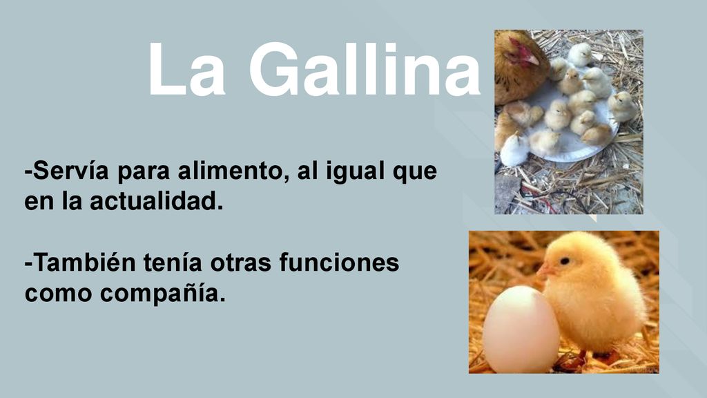 La Gallina -Servía para alimento, al igual que en la actualidad.