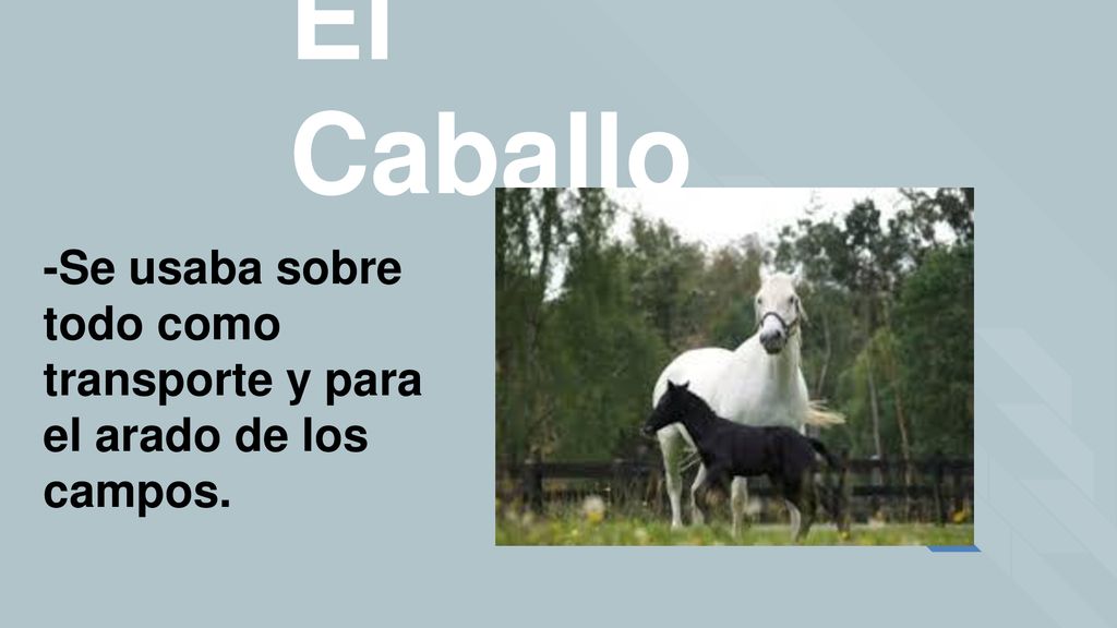 El Caballo -Se usaba sobre todo como transporte y para el arado de los campos.