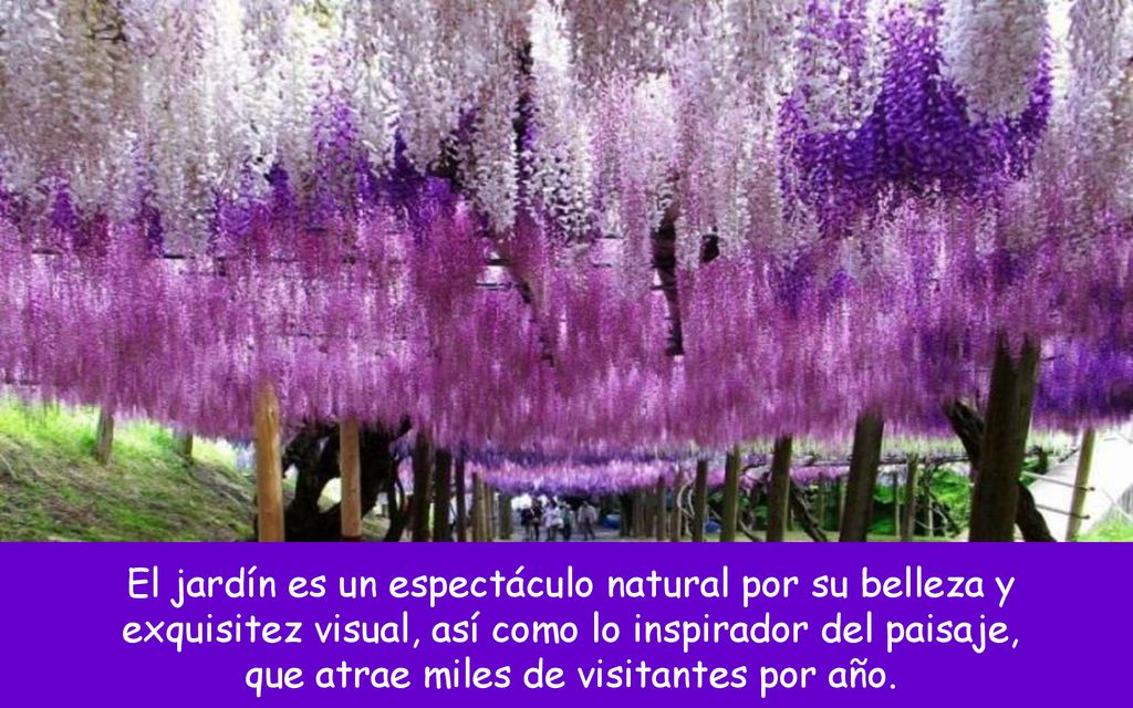 El jardín es un espectáculo natural por su belleza y exquisitez visual, así como lo inspirador del paisaje, que atrae miles de visitantes por año.