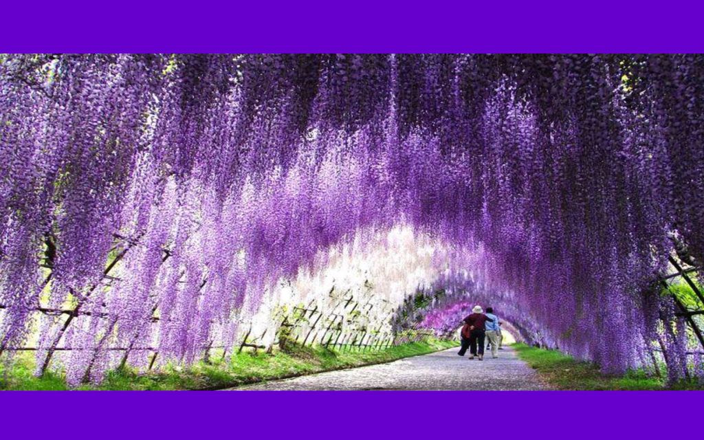 Este lugar, es conocido como el jardín Kawachi Fuji y se encuentra localizado en la ciudad Japonesa de Kitakyushu.