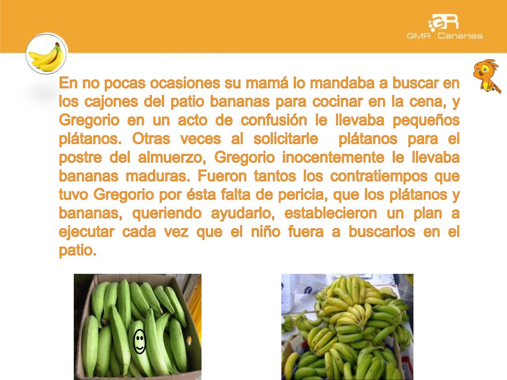 En no pocas ocasiones su mamá lo mandaba a buscar en los cajones del patio bananas para cocinar en la cena, y Gregorio en un acto de confusión le llevaba pequeños plátanos.