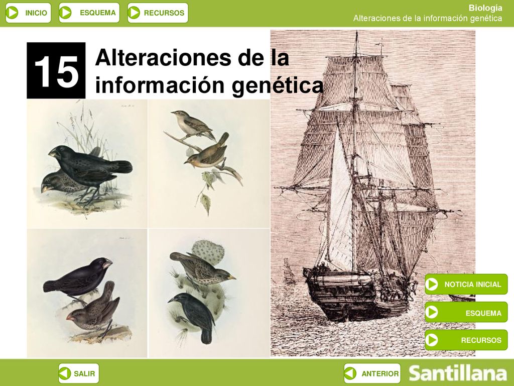 15 Alteraciones de la información genética ESQUEMA NOTICIA INICIAL