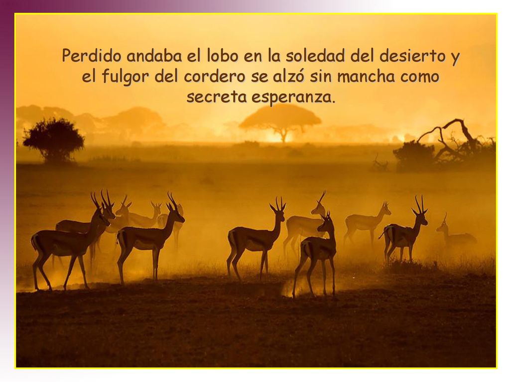 Perdido andaba el lobo en la soledad del desierto y el fulgor del cordero se alzó sin mancha como secreta esperanza.