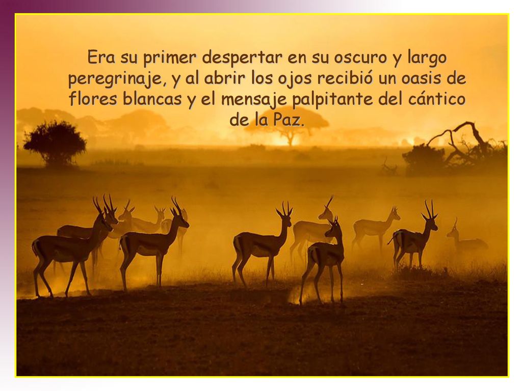Era su primer despertar en su oscuro y largo peregrinaje, y al abrir los ojos recibió un oasis de flores blancas y el mensaje palpitante del cántico de la Paz.