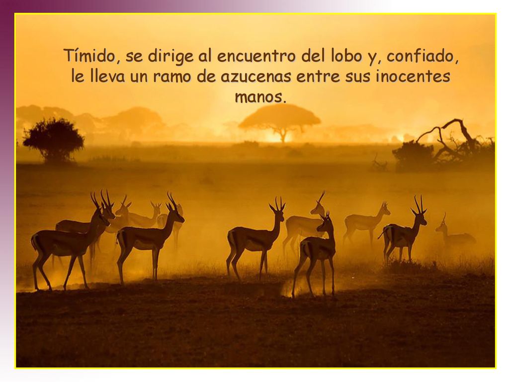 Tímido, se dirige al encuentro del lobo y, confiado, le lleva un ramo de azucenas entre sus inocentes manos.