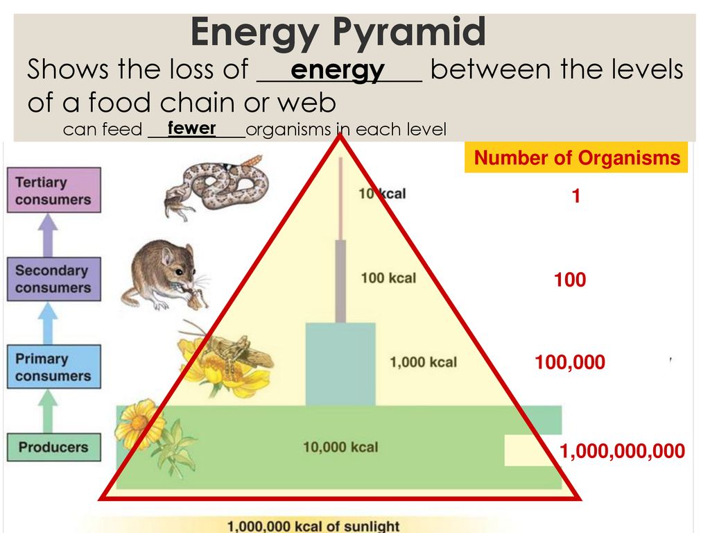 Food Webs/Chains and Energy Pyramids Biology Diagrams
