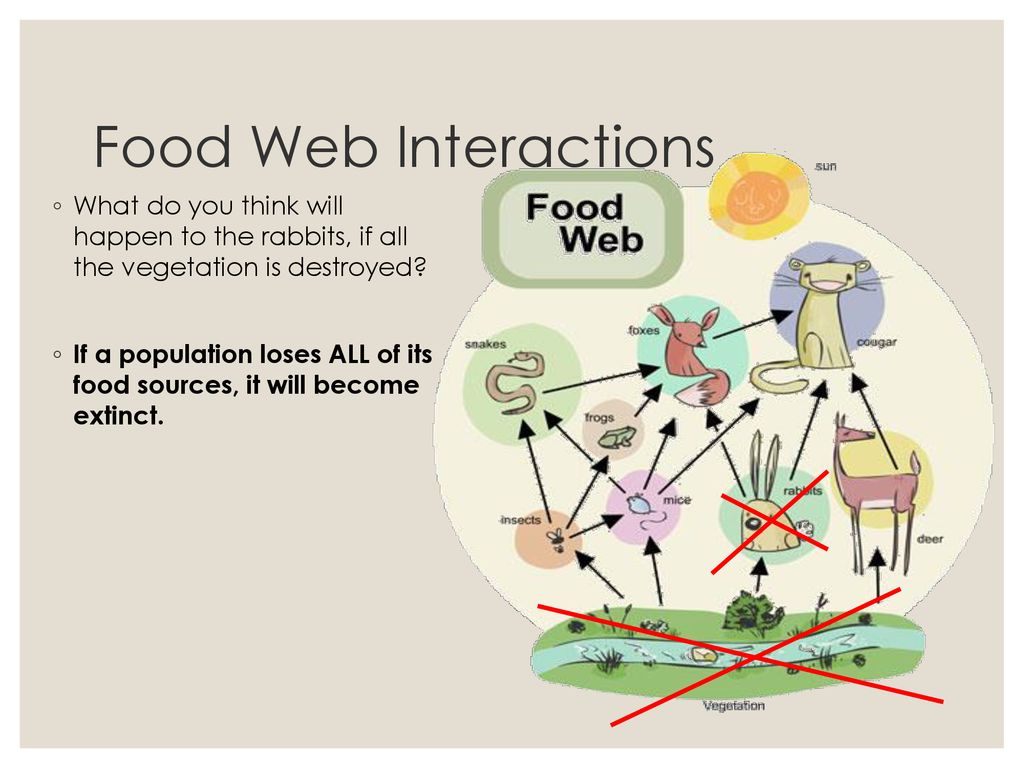 Food Web Interactions What do you think will happen to the rabbits, if all the vegetation is destroyed