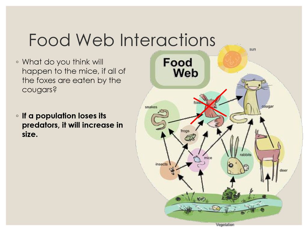 Food Web Interactions What do you think will happen to the mice, if all of the foxes are eaten by the cougars