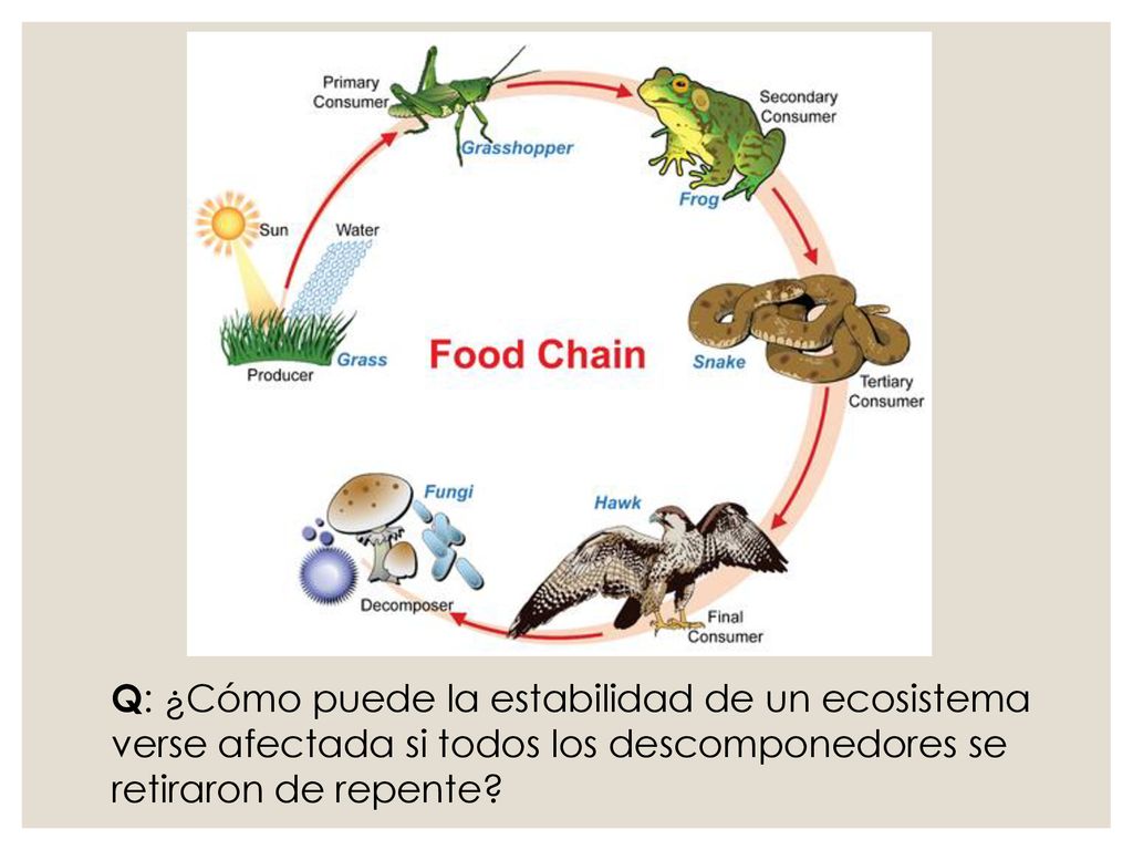 Q: ¿Cómo puede la estabilidad de un ecosistema verse afectada si todos los descomponedores se retiraron de repente